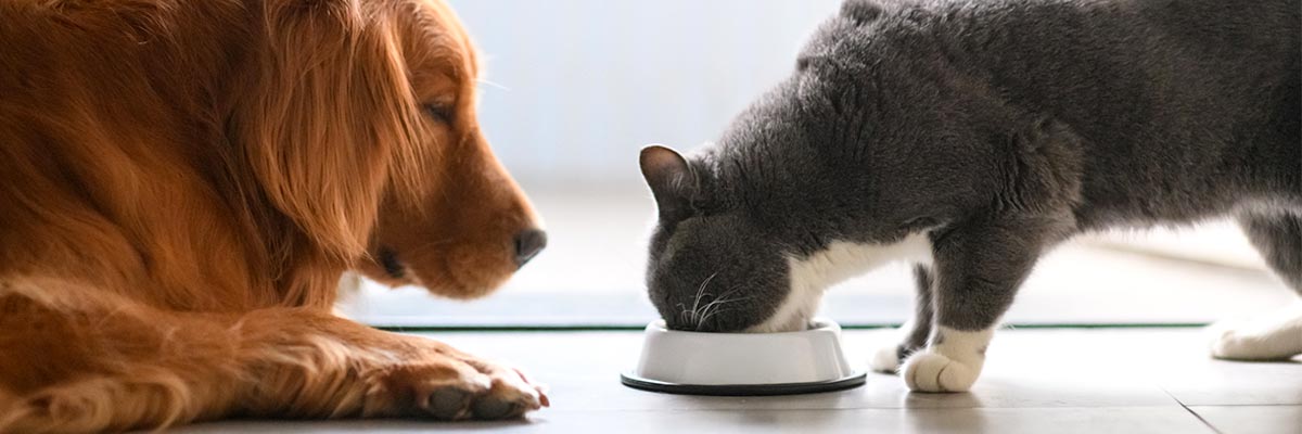 Evolving coding and traceability to meet the new opportunities in pet food
